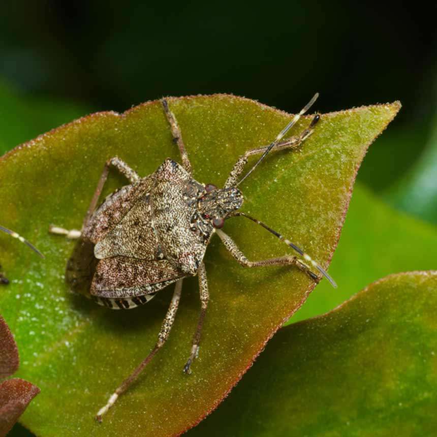 Halyowit Dispenser - Pheromone To Attract Brown Marmorated Stink Bug 